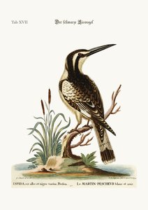 Mustavalkoinen Kingfisher, 1749-73